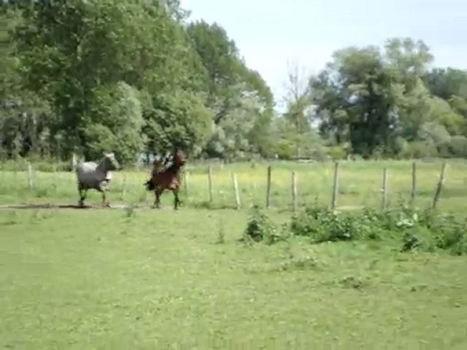 Plume ( L )