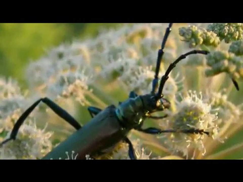Insects - 01