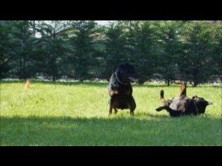 Rottweiler - r&b obé et photos