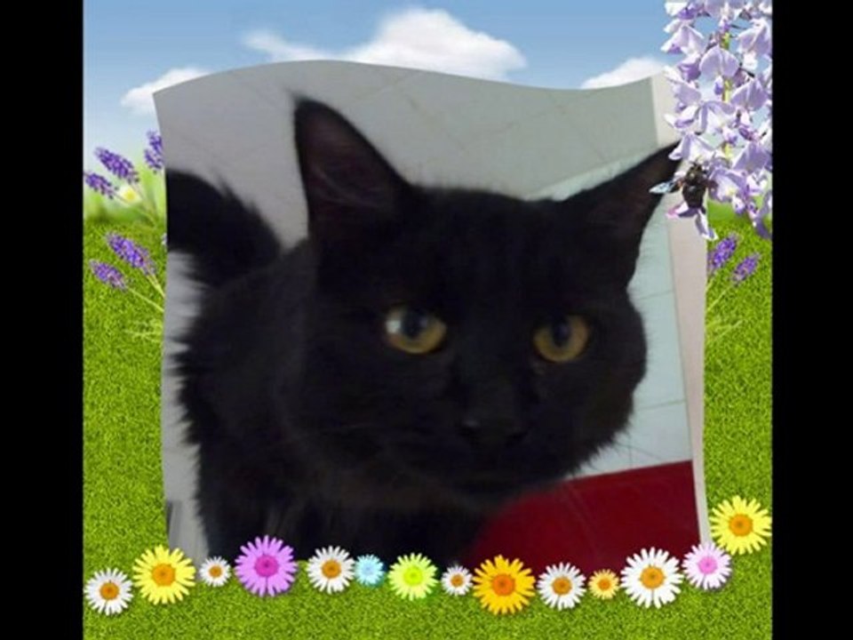 Visite chez les chats du refuge des Amis des Bêtes