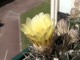 Fleur de cactus en train de s'ouvrir