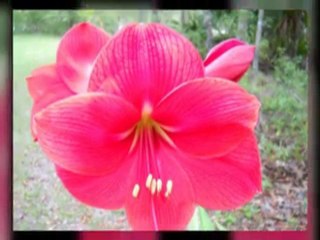 Florida flowers - April 2010