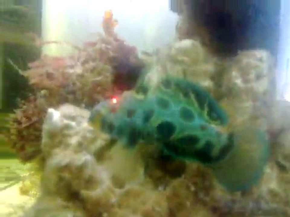 nemo
