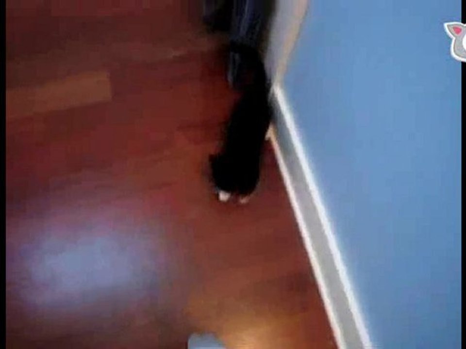 Tiny climbing kitten! on The Daily Squeak