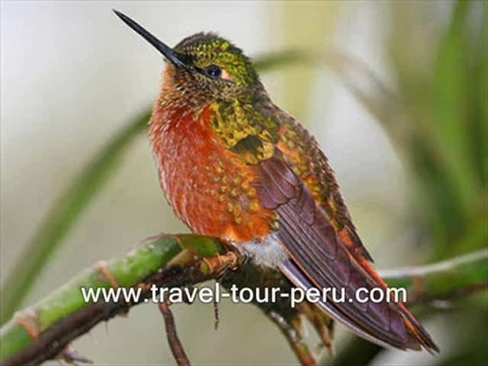 TRAVEL TOUR PERU65