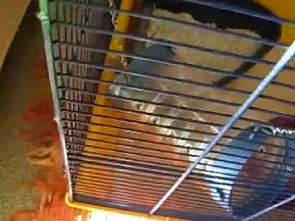 Limõa découvre la nouvelle cage