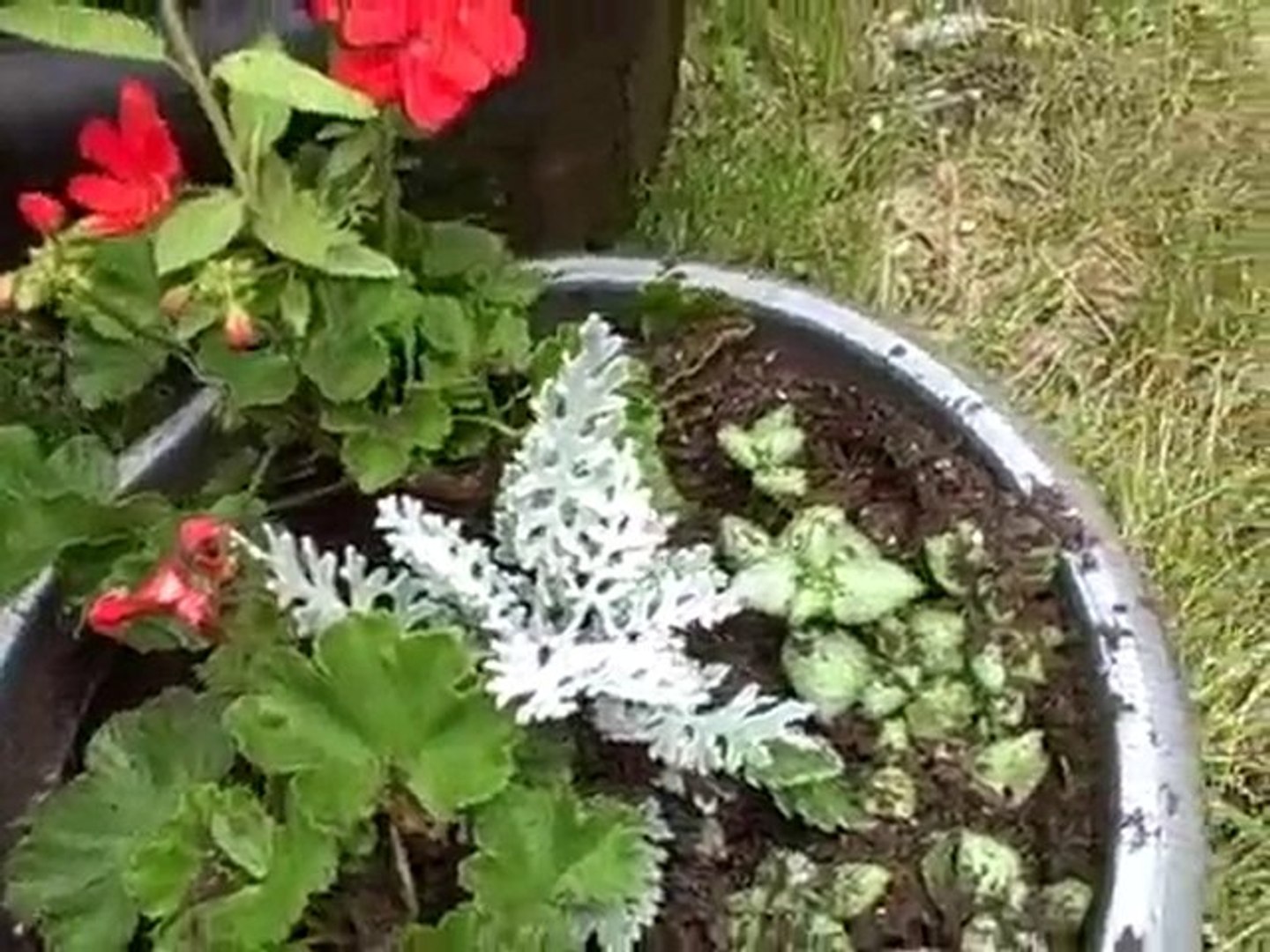 ⁣How to Get Rid of Squirrels in Your Garden