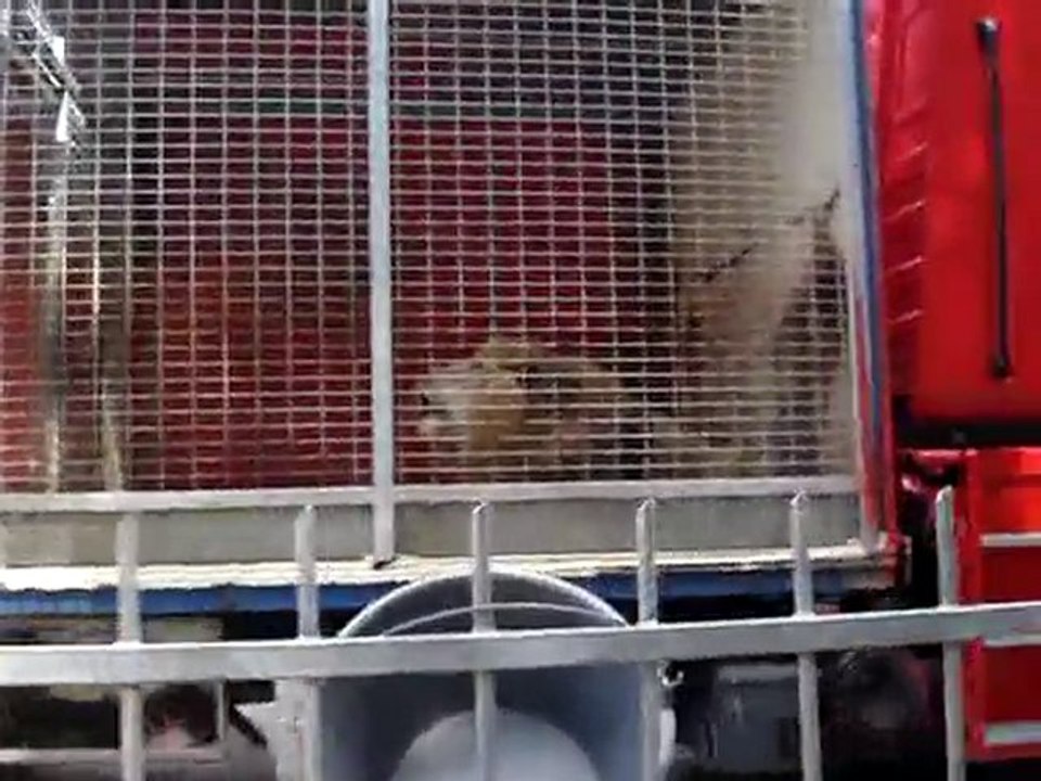 Lion du cirque