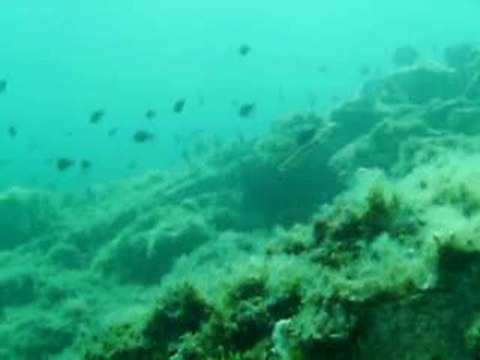 22-23 Mayıs Ayvalık Dalışı - 2