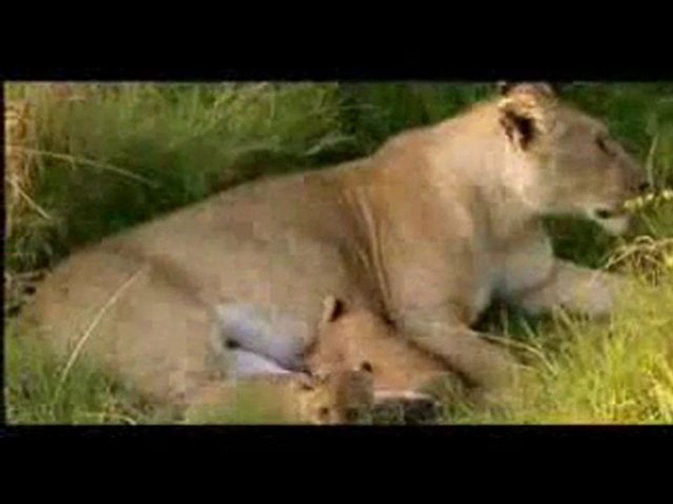 Animales