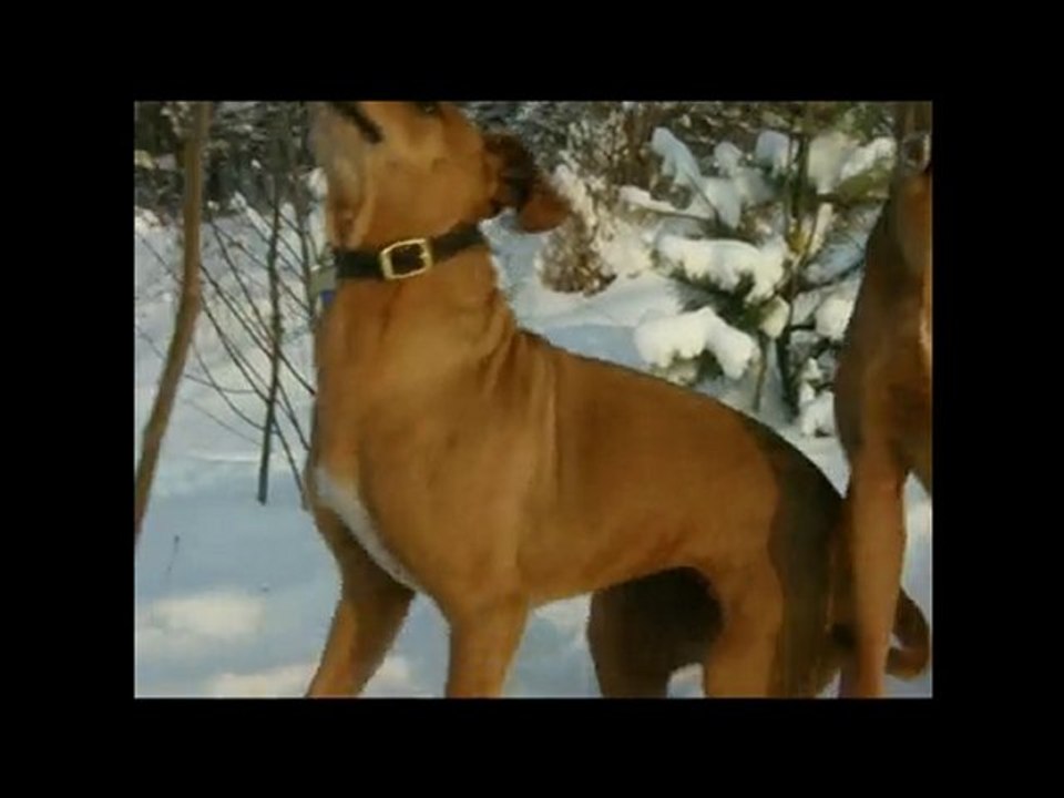 Rhodesians & Winter