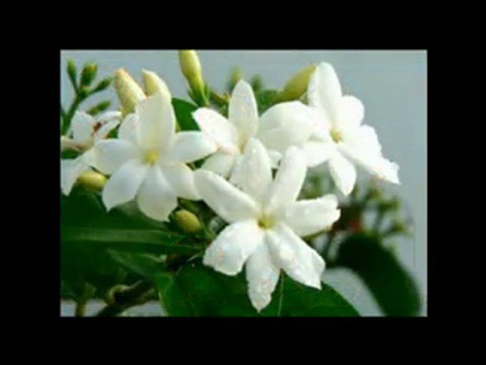 Souad Mahassen - Rim el fayala