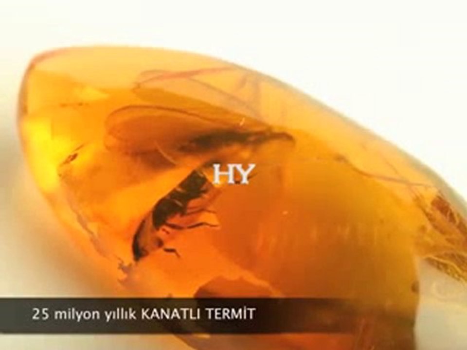 Yaşayan Fosiller Evrimi Yalanlıyor 1