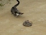 Gatto contro serpente