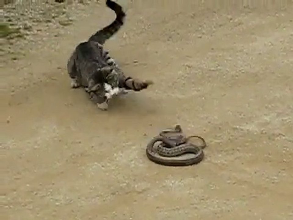 Gatto contro serpente