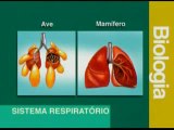 Biologia - Sistema Respiratório