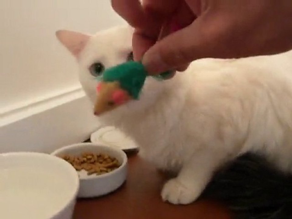Buse de chat