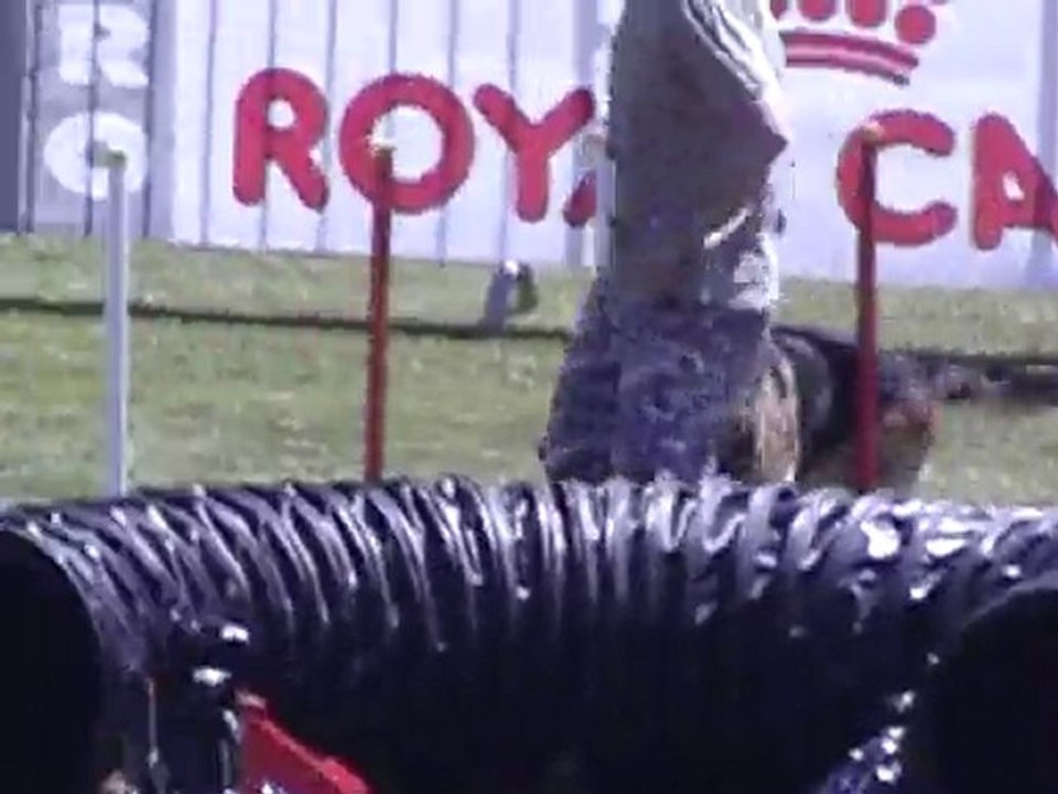 fun agility b