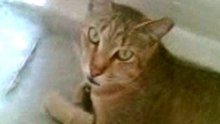 Asthma kitty