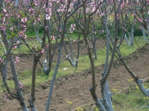 LUMINITA SOARE - My Dream - Eurovision Song Contest 2010 -