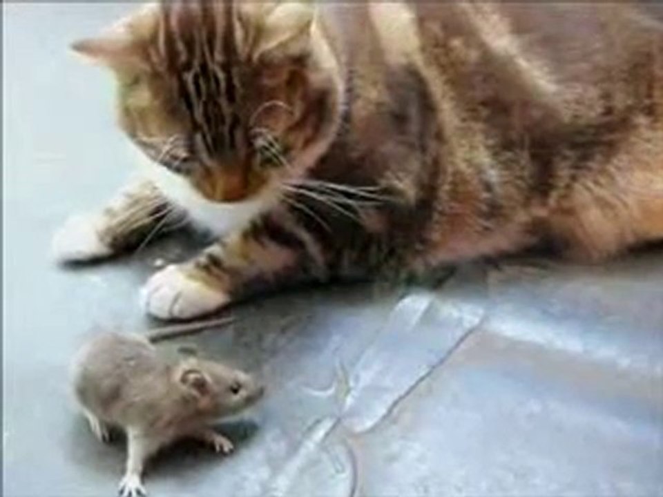 Chat VS Souris