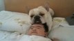 Bulldog usa la testa del bimbo come cuscino