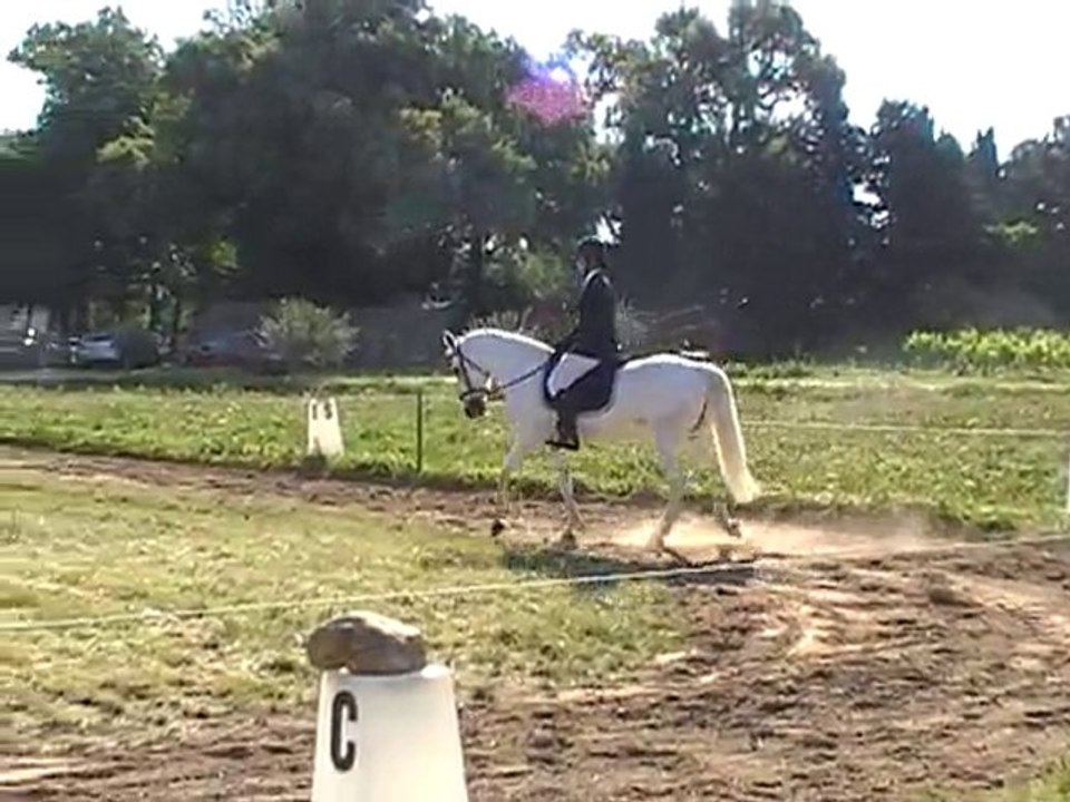 Dressage Pops Bertrands