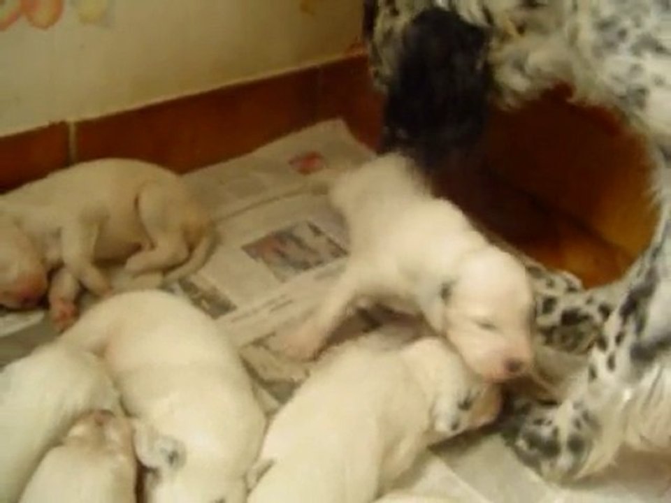 petits chiots setter anglais âgés de deux semaines