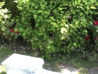 Maree d'abeille rentrant dans une ruchette !!!!