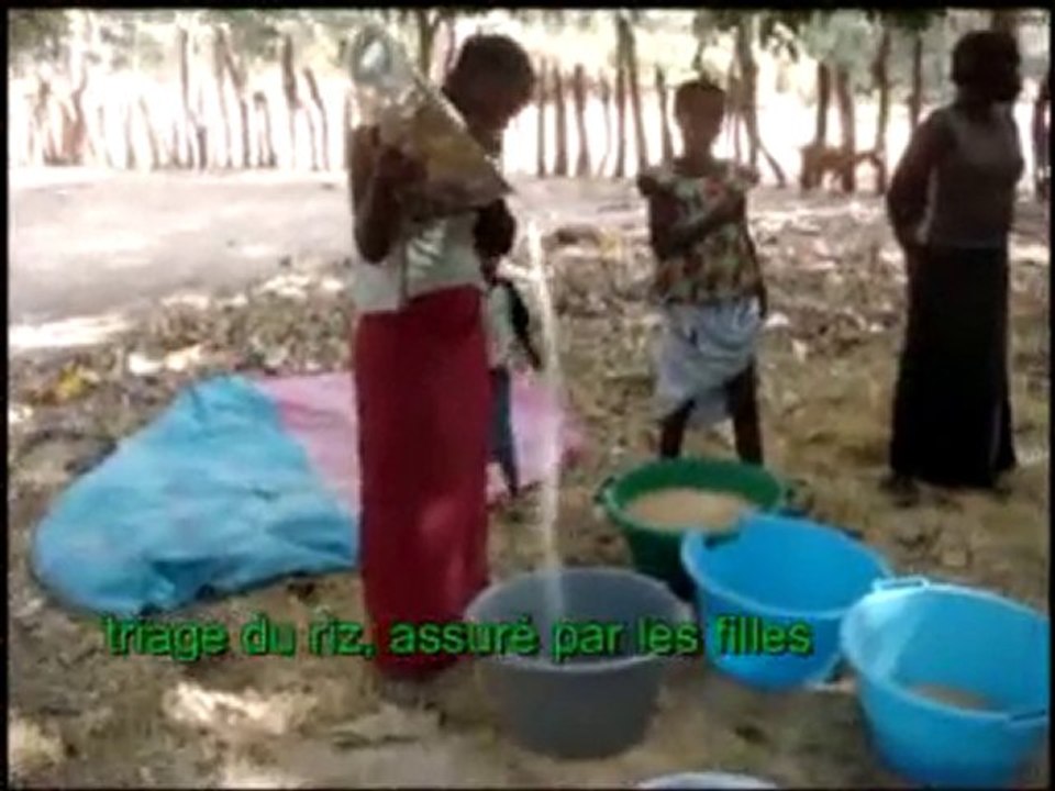 le travail du riz