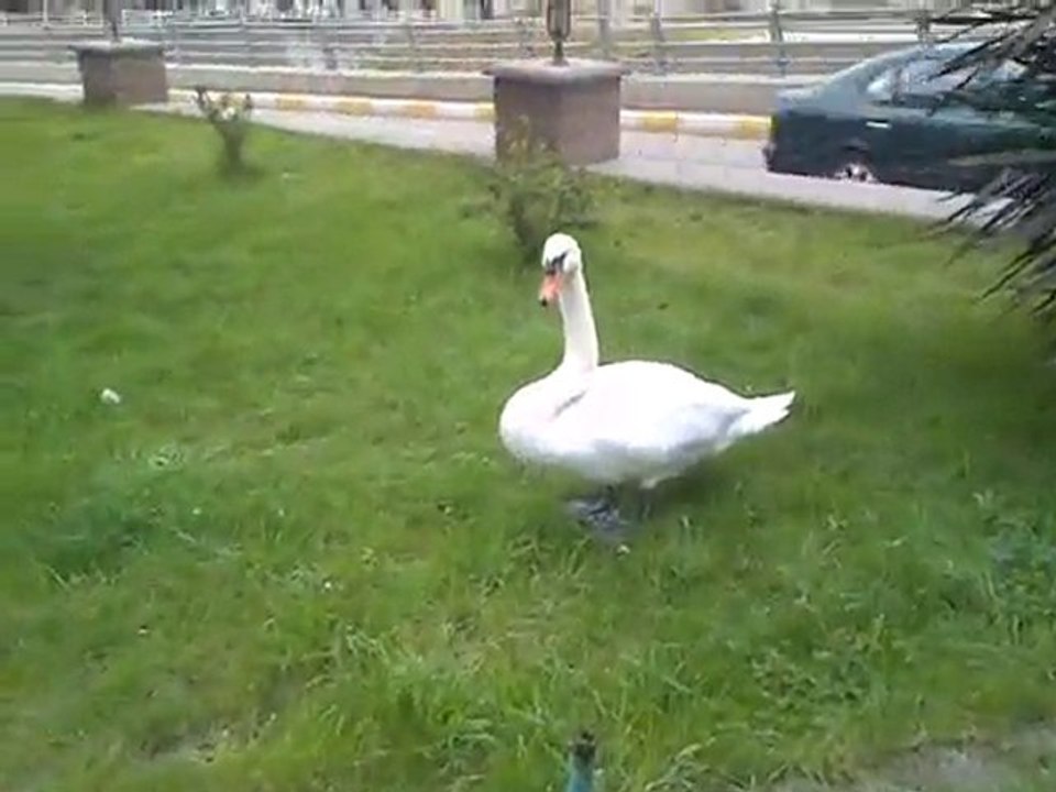 Trabzon Ataparktaki Kuğuların Videosu
