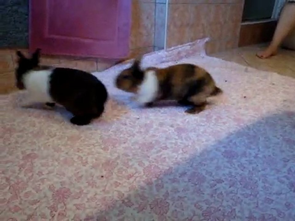 Rencontre Grisou /Ciboulette