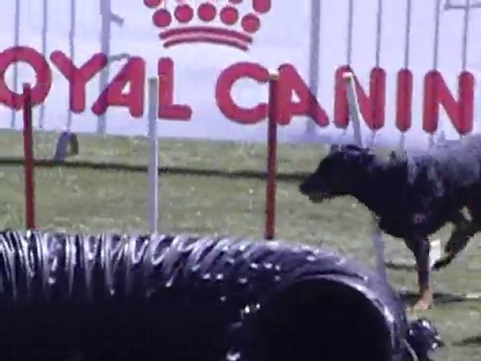 cats agility b 3