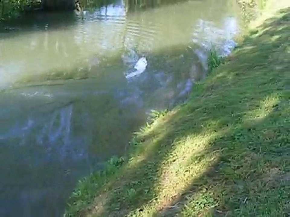 speed boat twin graupner 400 6v