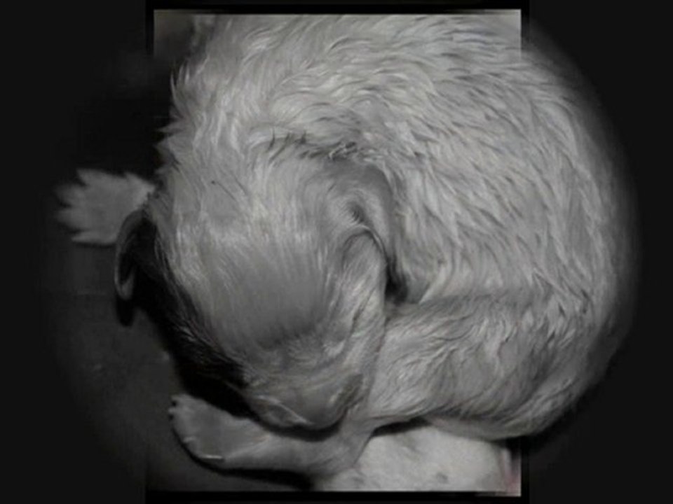 chiots Darwin Loups d'Aphrodite X Daria Clan des Anges