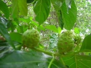 21 MAI COBA ET MES MAYAS