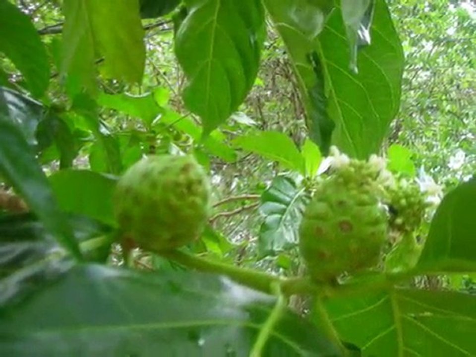 21 MAI COBA ET MES MAYAS