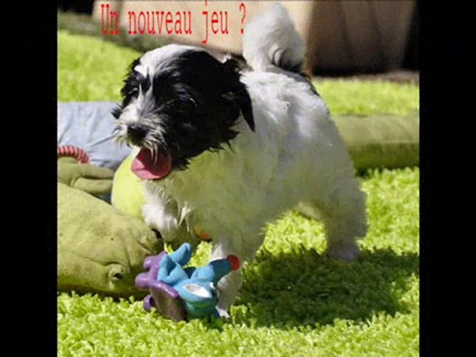TIBETAN TERRIER