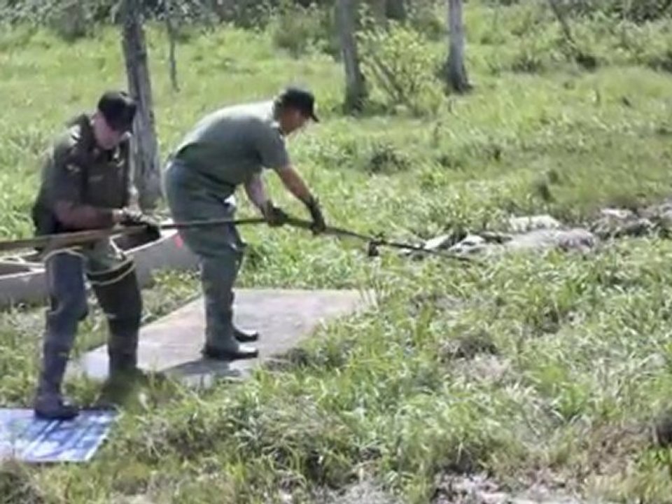 Amazing Moose Rescue