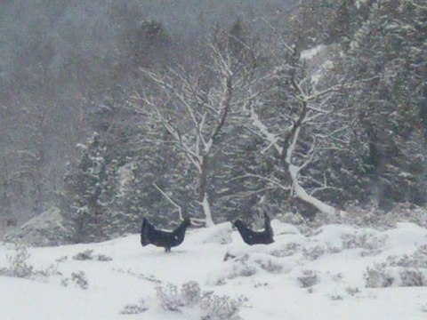 Chant du grand tétras mai 2010