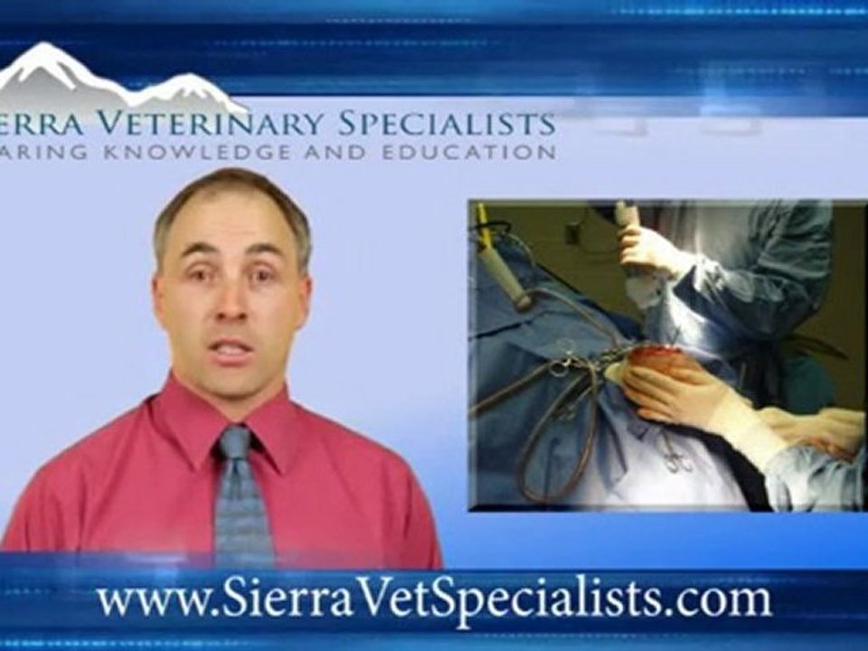 Veterinary Orthopedics | Carson City | Reno | Minden