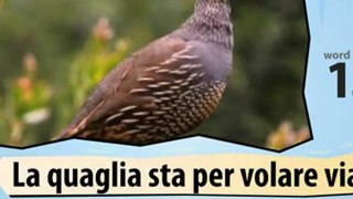 Learn Italian-Learn with Italian birds 2 video