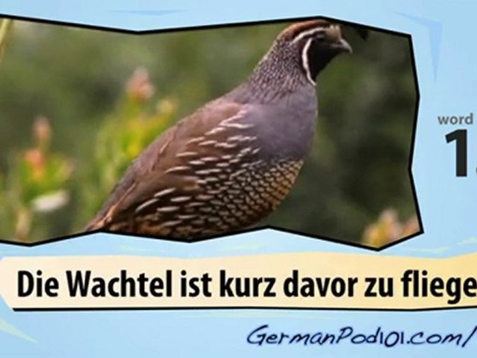 Learn German-Learn with German birds 2 video