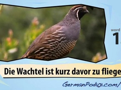 Learn German-Learn with German birds 2 video