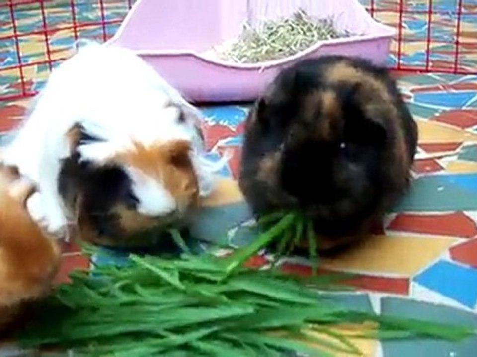 Sortie des 3 chipies!