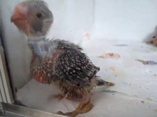 bébé ondulée 24 jours gizmo