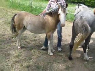 Zomerdikjs Foxy Kool welsh A