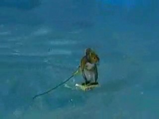 Scoiattoli che fanno sci nautico