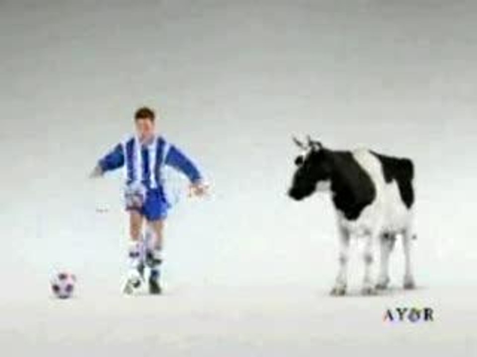 Vache Foot Cow
