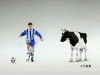 Vache Foot Cow